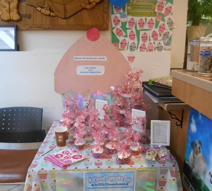 Cupcakes on a table at North Town Veterinary Hospital