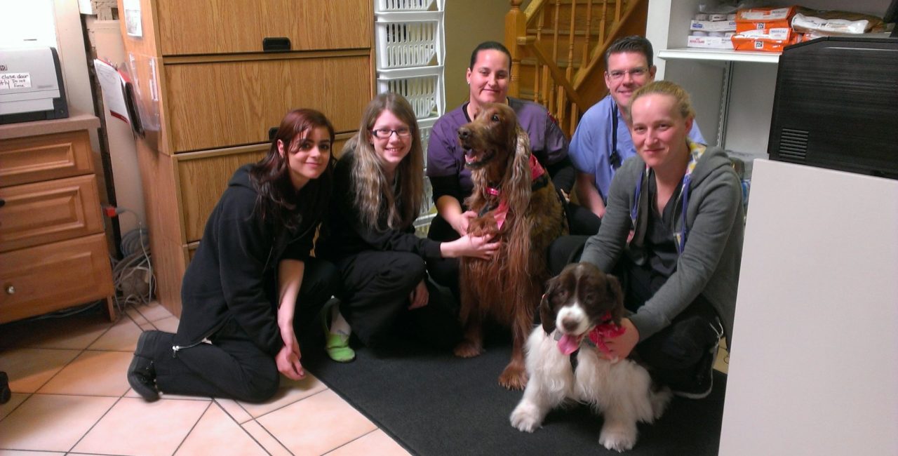 North Town Veterinary Hospital team with senior dogs