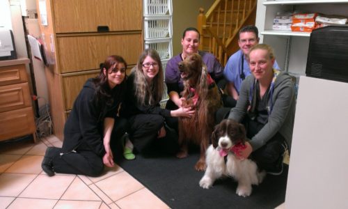North Town Veterinary Hospital team with senior dogs