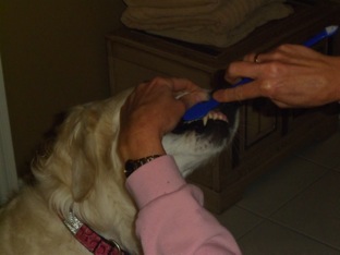 Golden Retriever Breckyn getting their teeth brushed