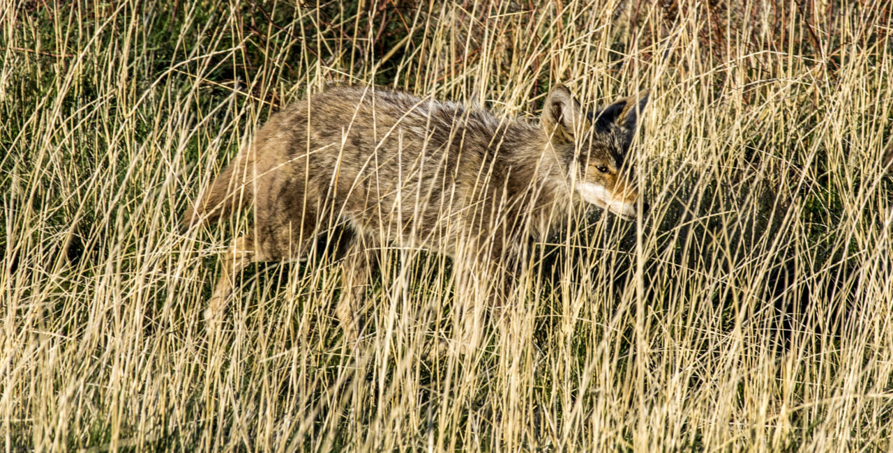 Coyote trotting through tall grass