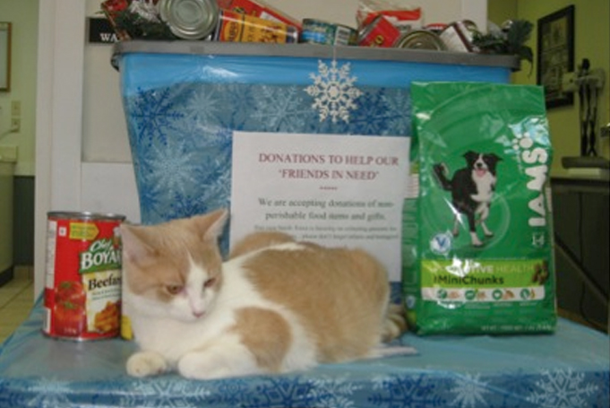 Cat in front of donation items