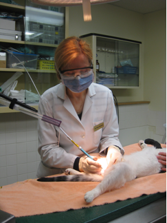 Veterinarian performing laser surgery on a pet