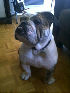 Oliver the Bulldog