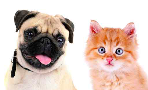 Cat and dog with its tongue sticking out