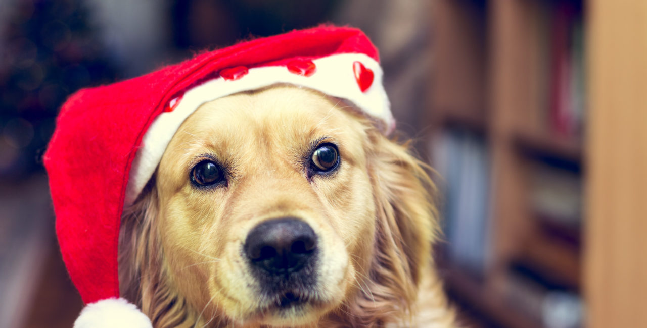Dog with Santa Claus hat