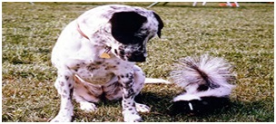 Dog next to a skunk