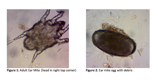 Adult Ear Mite and Ear mite egg with debris