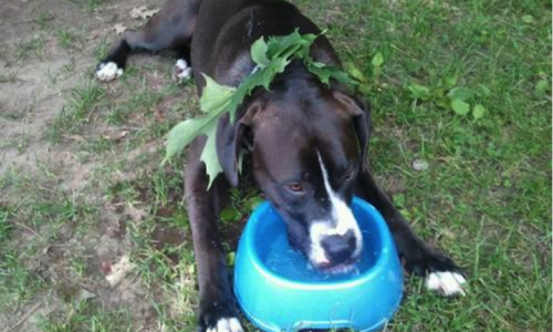 Dog with leaves on it and drinking water from a bowl