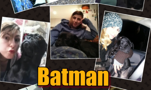 Batman the dog with Gloria