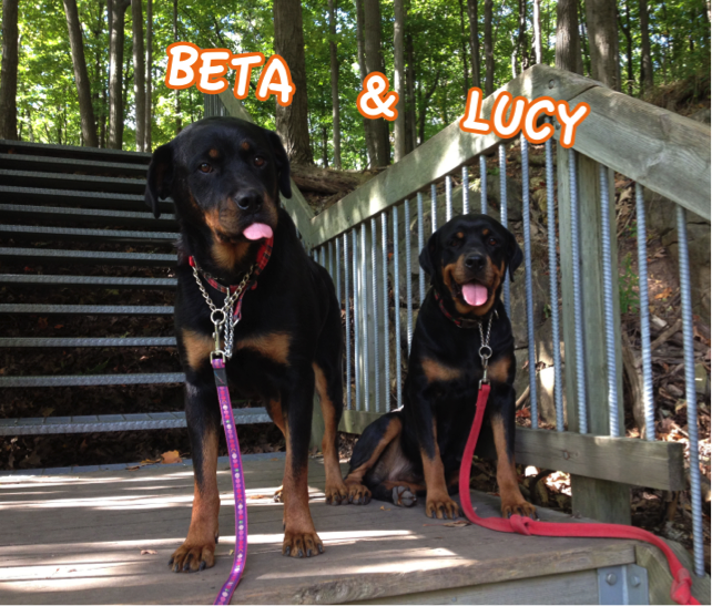 Beta and Lucy the dogs
