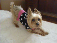 Carly the Yorkshire Terrier dog