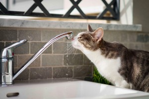 getting-cats-to-drink-water