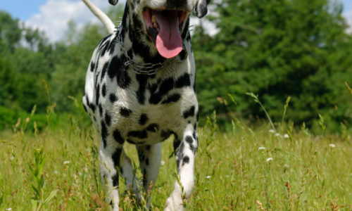 Dalmatian dog running on grass