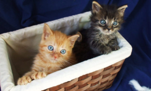 Two kittens in a basket