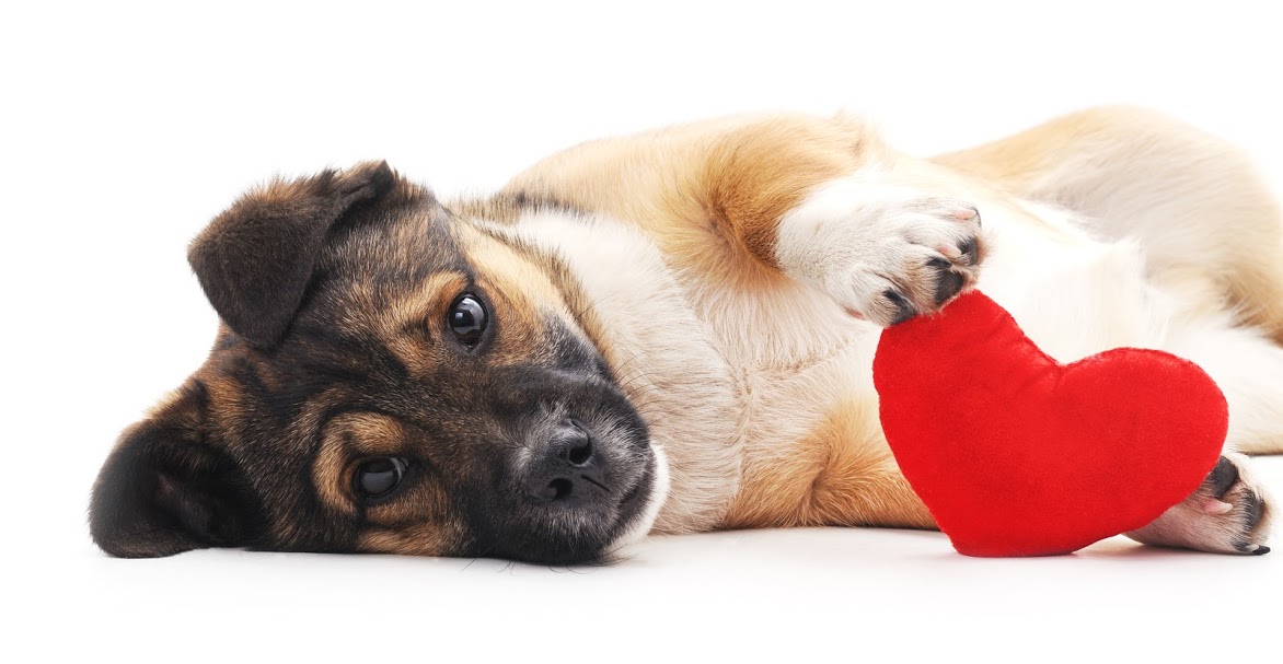 heart-conditions-in-pets