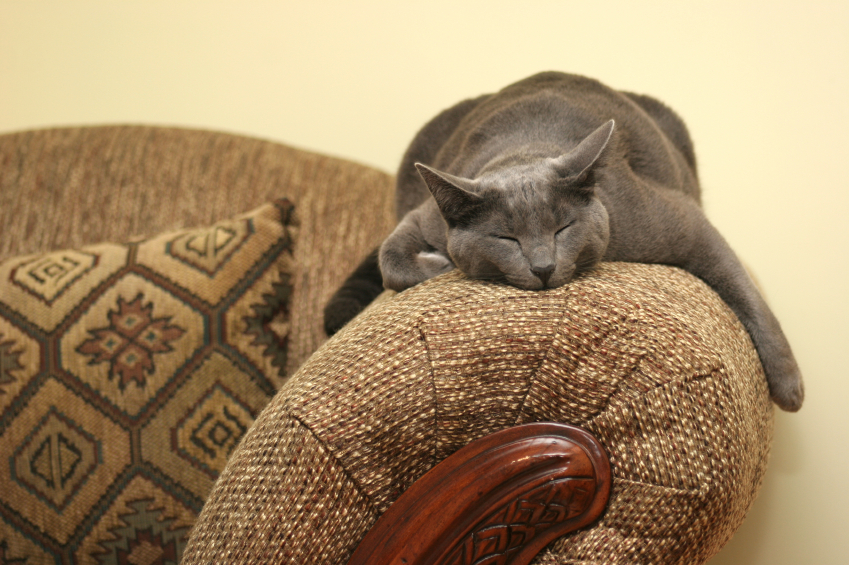 Cat sleeping on a couch