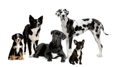 Dogs against a white background