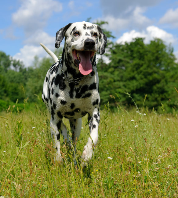 Dalmatian dog running on grass