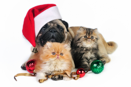 Dog wearing a Santa hat with kittens in front