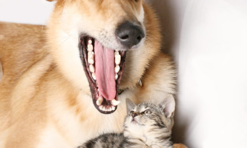 Kitten looking at a dog with its mouth open