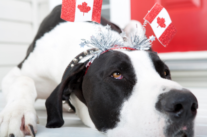 Dog wearing a Canada Flags headband