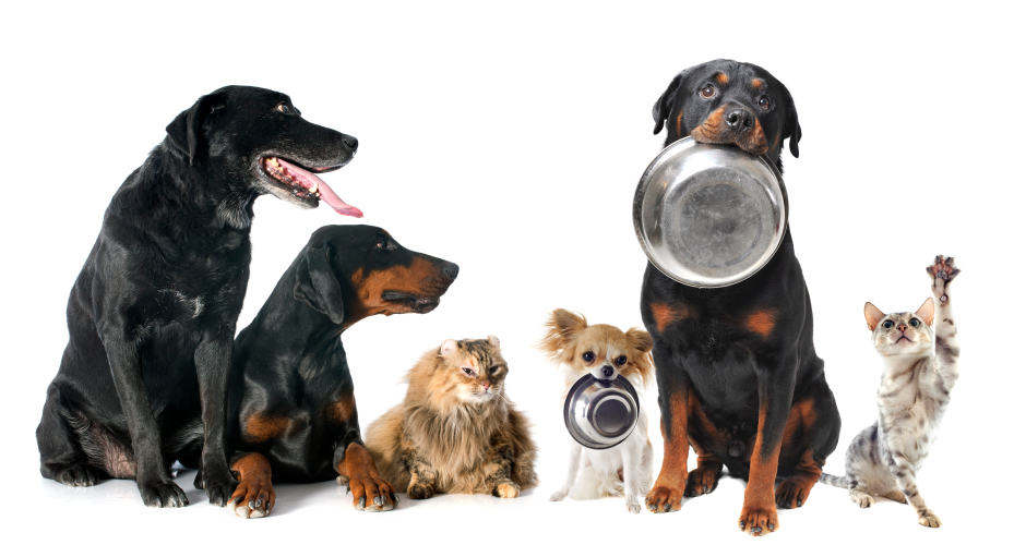Two dogs holding a bowl with other dogs and cats