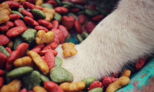 pet-food-blog