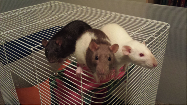 Rats on top of a cage