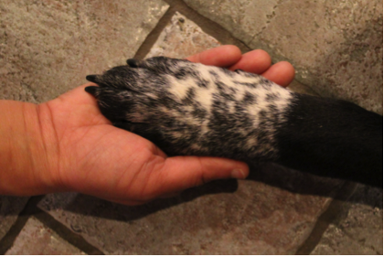 Human holding dog paw