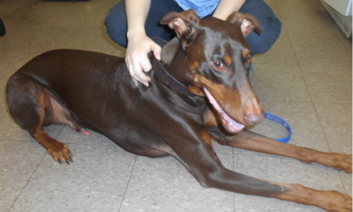 Veterinary staff with a senior dog