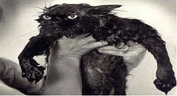 Human holding a wet cat