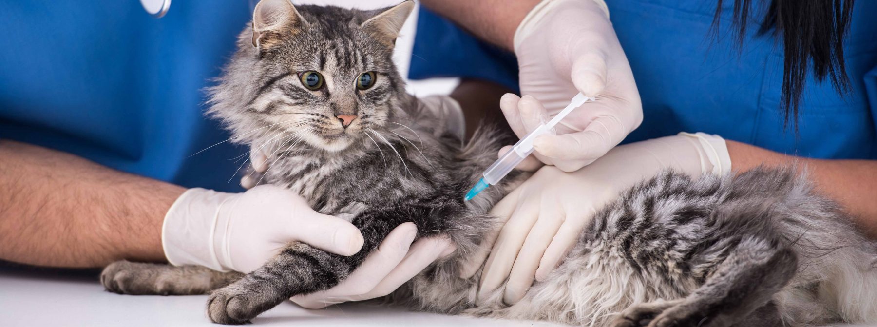 How Much Is It To Get My Cat Vaccinated CatWalls