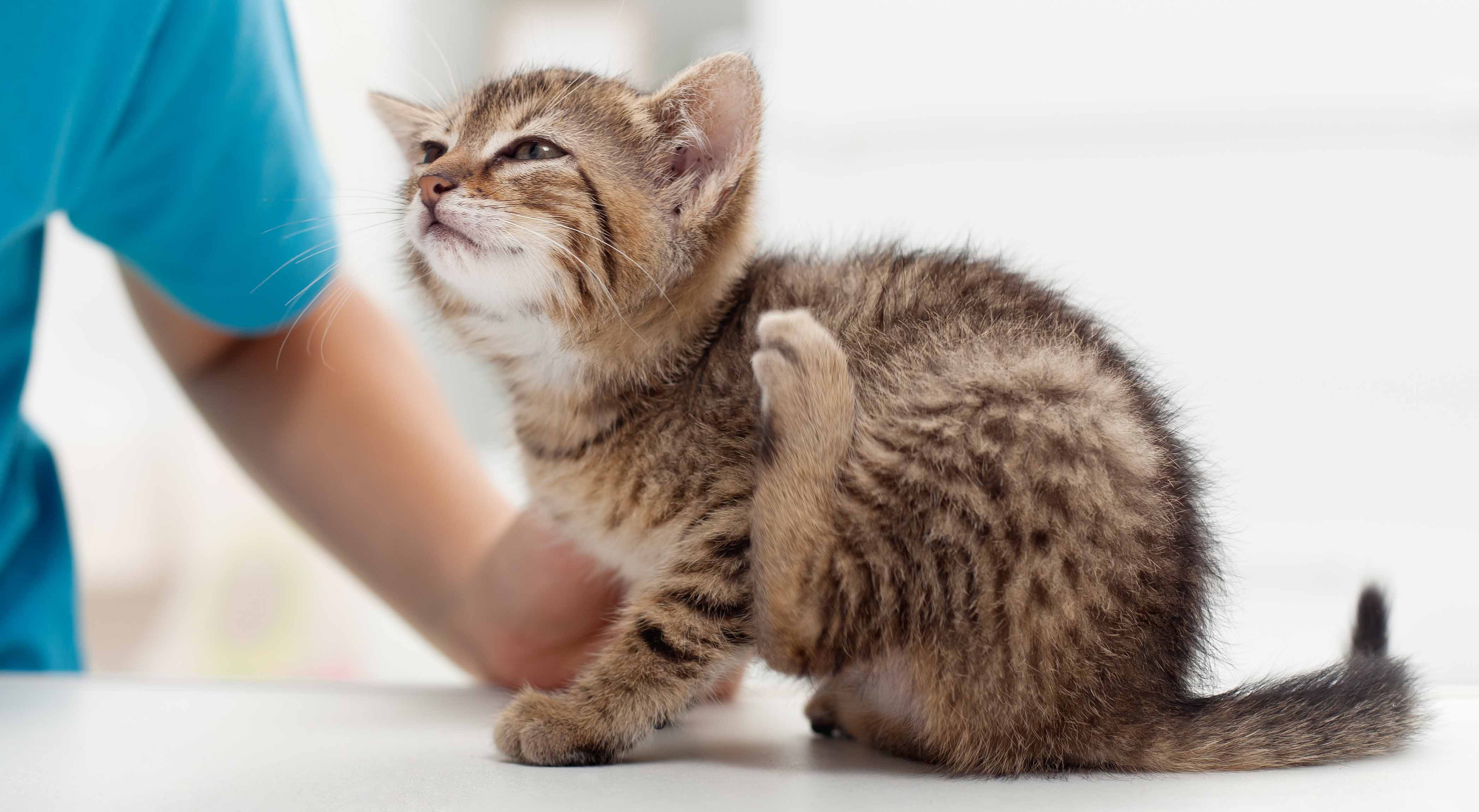 Kitten Vaccinations Scheduling Immunization Shots North Town Veterinary Hospital