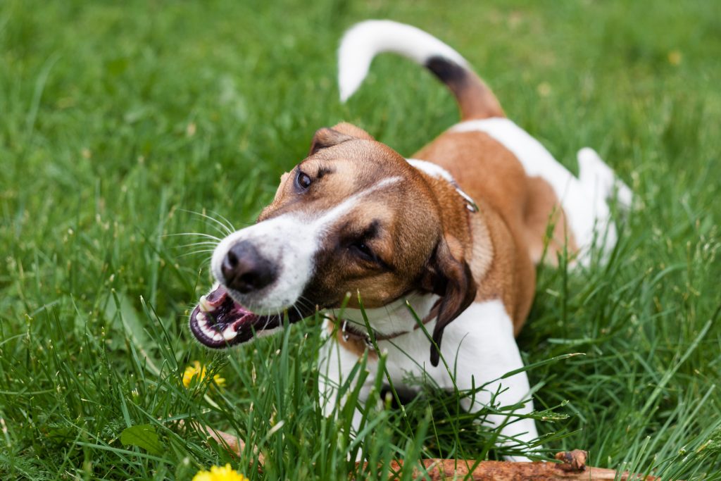 is it good for your dog to eat grass