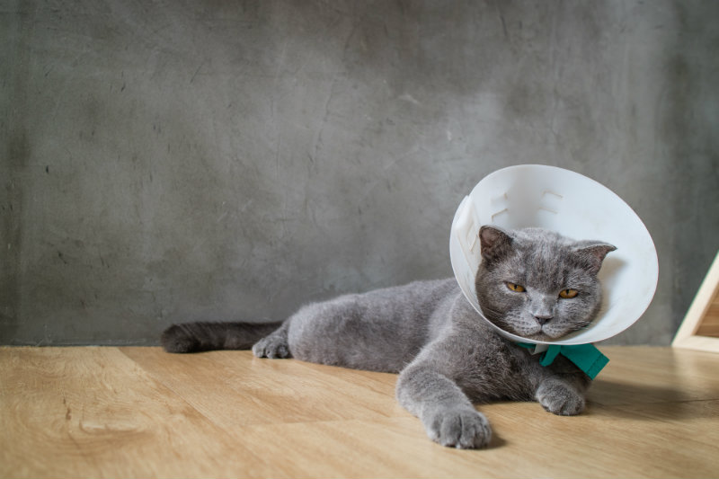 cat not eating after being spayed